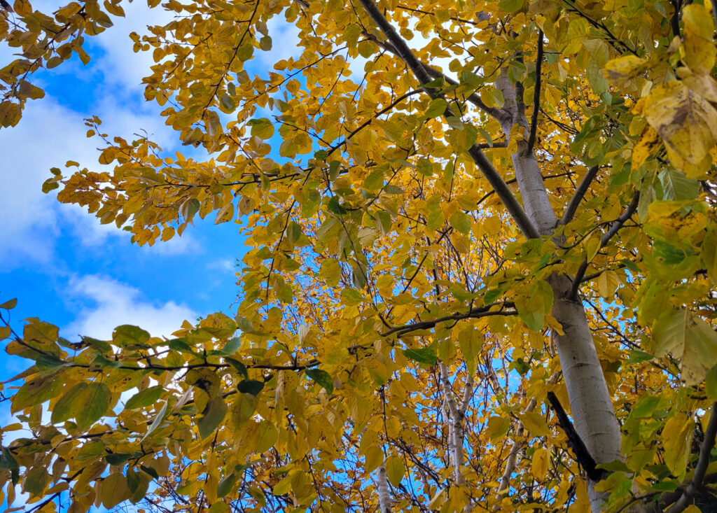 Autumn Tree